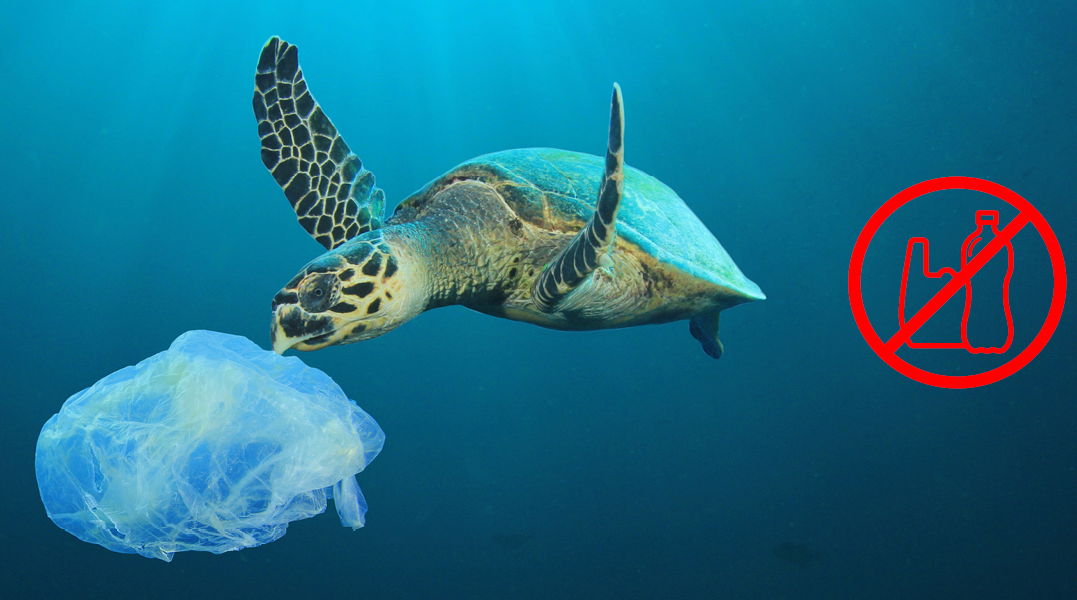 Turtle with plastic bag in the ocean
