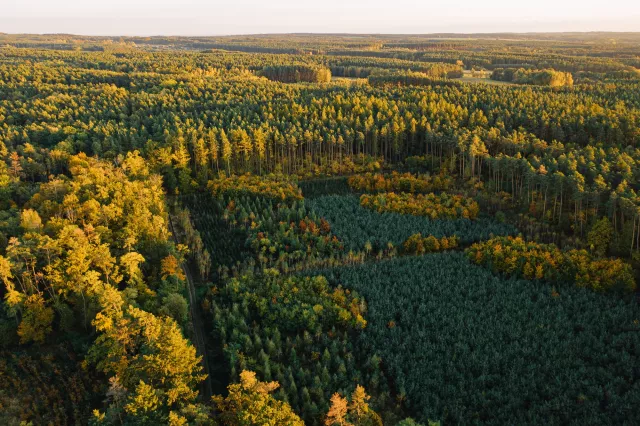 an aerial shot of lots of trees