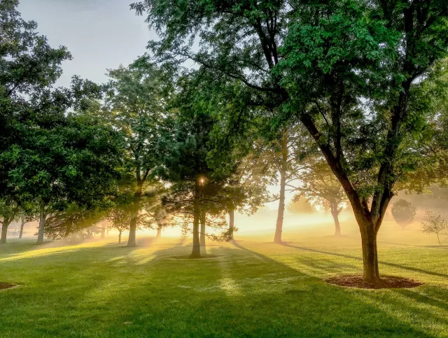 Light shining through trees in a field