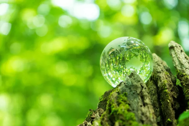 A glass globe resting on a tree trunk reflecting an image of the trees in the background