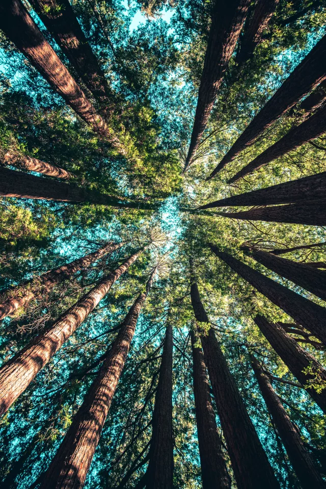 Circle of trees from below